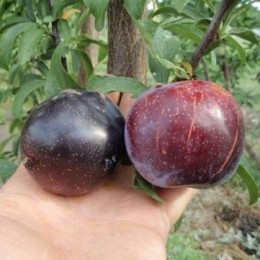 Гибрид абрикоса, сливы и персика Шарафуга синяя №1
